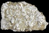 Pyrite On Calcite - El Hammam Mine, Morocco #80726-4